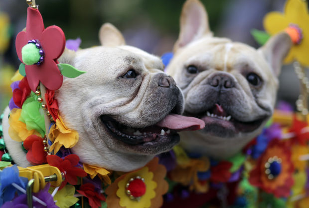 Animal shots of the week
